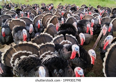 Group of turkeys ruffled feathers on a farm