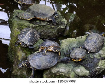 Group Turtles Basking On Rock Pool Stock Photo 1104377999 | Shutterstock