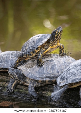 A group of turtles resting at Parc de la Tete d'Or in Lyon, France