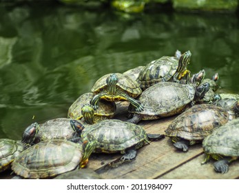 181 Herd of turtles Images, Stock Photos & Vectors | Shutterstock