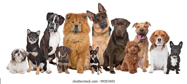 Group of twelve dogs sitting in front of a white background - Shutterstock ID 99357692