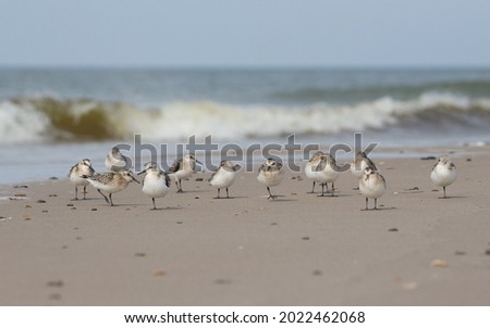 Group of twelve Sanderling or three-toad sandpipers resting on the dry beach out of reach of the higher waves and sea water
