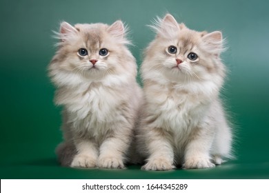 A Group Of Two British Longhair Chinchilla Kittens, Blue Gold With Green Eyes On A Dark Green Background, Staring Intently At The Camera