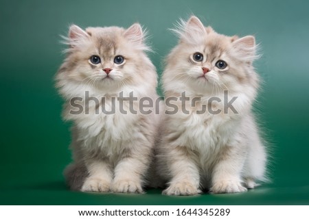 A group of two British longhair chinchilla kittens, blue gold with green eyes on a dark green background, staring intently at the camera
