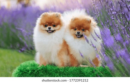 Group Of Two Pomeranians Under The Lavender Bush