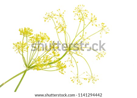 Similar – Image, Stock Photo fennel blossom Food