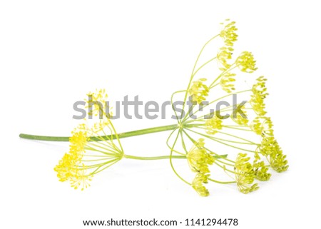 Similar – Image, Stock Photo fennel blossom Food