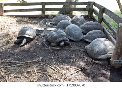 A Group Of Typical Giant Turtles In Seychelles Islands