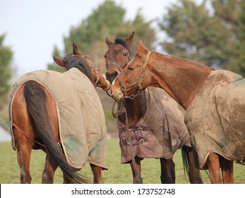 A group of un-groomed horses in rugs in a winter paddock.