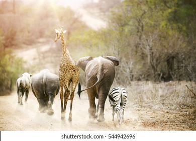 Group Of Unlikely South African Safari Animal Friends Walking Away Down A Path Together In Kruger National Park At Sunrise. 