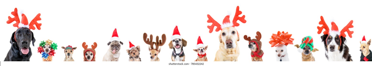 Dogs antlers Images, Stock Photos & Vectors | Shutterstock