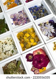A group of various dried pressed flowers in white box. Basic material for contemporary botanical art. Plants for scrapbooking, wedding invitations, greeting cards, gift box decorations. - Shutterstock ID 2220556335
