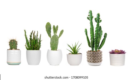 Group of various indoor cacti and succulent plants in pots isolated on a white background - Powered by Shutterstock