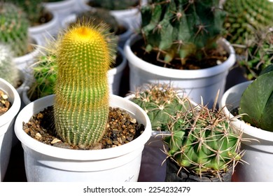 Group of various indoor cacti and succulent plants in pots, beautiful composition of plants in different pots.