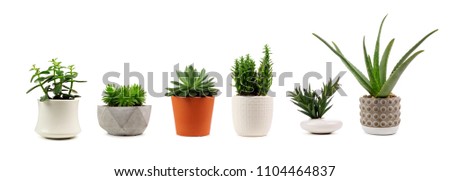 Group of various indoor cacti and succulent plants in pots isolated on a white background