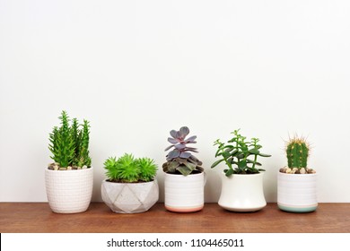 Group Of Various Potted Cacti And Succulent Plants In A Row. Side View On Wood Shelf Against A White Wall.