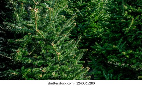 Group Of Various Types Of Real Evergreen Christmas Trees On Display For Sale At Seasonal Live Tree Lot.