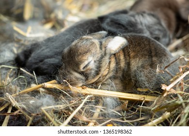 Lapin De Bebe Images Stock Photos Vectors Shutterstock