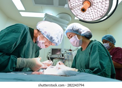 Group Of Veterinarian Surgery In Operation Room 