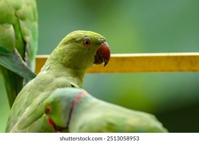 A group of vibrant rose-ringed parakeet birds enjoying food from a traditional clay pot on a balcony, creating a beautiful and natural moment. - Powered by Shutterstock