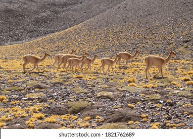 221 La vicuna Images, Stock Photos & Vectors | Shutterstock