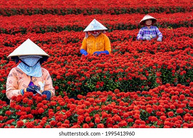 Group of Vietnamese farmers working with red flowers garden in sadec, dong thap province, vietnam,traditional and culture concept