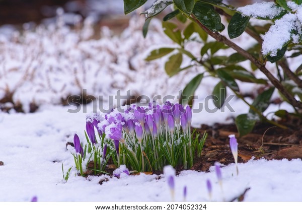 A group of violet crocuses covered with snow\
in the early spring in the garden\
