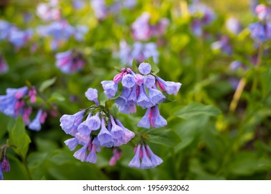 A group of Virginia Bluebells during a spring morning. 