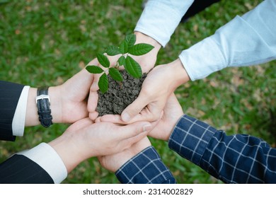 Group of volunteers holding a small tree in hand. World environment day concept. Community service and nature group volunteers for a sustainable environment. Caring for the earth. - Powered by Shutterstock