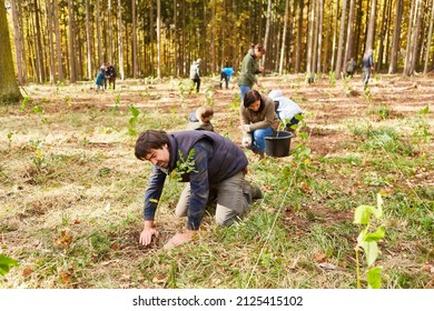 Group of volunteers plant trees in the forest as a sustainable conservation project