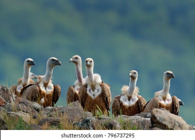 Group of vultures. Griffon Vulture, Gyps fulvus, big birds of prey sitting on the rocky mountain, nature habitat, Madzarovo, Bulgaria, Eastern Rhodopes. Wildlife from Balkan.
