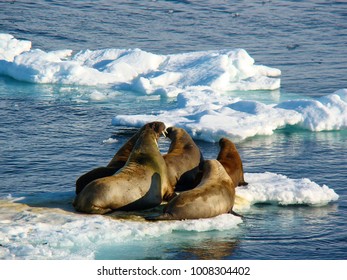 Group Of Walrus Cow And Calf On Ice. North Pole, Arctic Ocean.