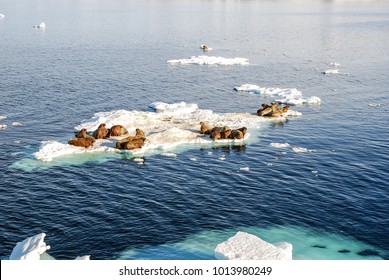 Group Of Walrus Cow And Calf On Ice. North Pole, Arctic Ocean.