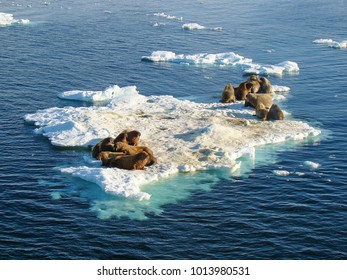 Group Of Walrus Cow And Calf On Ice. North Pole, Arctic Ocean.