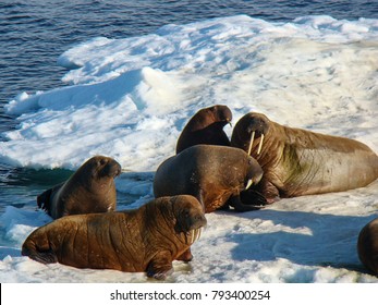 Group Of Walrus Cow And Calf On Ice. North Pole, Arctic Ocean.