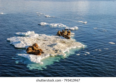 Group Of Walrus Cow And Calf On Ice. North Pole, Arctic Ocean.