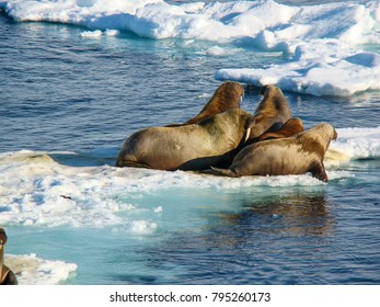 Group Of Walrus Cow And Calf On Ice. North Pole, Arctic Ocean.