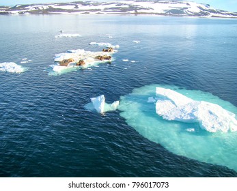 Group Of Walrus Cow And Calf On Ice. North Pole, Arctic Ocean.