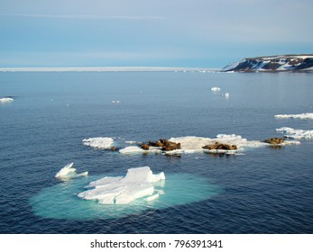 Group Of Walrus Cow And Calf On Ice. North Pole, Arctic Ocean.