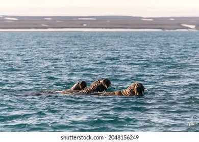 Group Of Walrus Swimming At Arctic Sea.