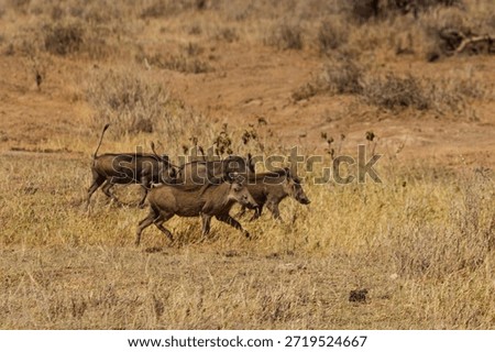 A group of warthogs are running through the tall grass in Amboseli National Park, Kenya.