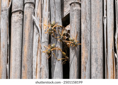 A group of wasps constructing a nest on weathered wooden poles, symbolizing a summer pest control problem