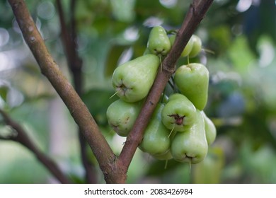 Group Of Water Apple, Chomphu, Rose Apple, Malabar Plum On The Tree On Blur Background