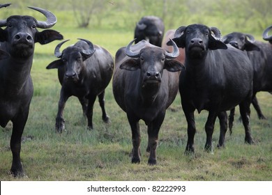 group of water buffalo.