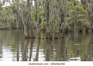 Group Of Water Tupelo Trees Covered With Spanish Moss Grow In A Louisiana Swamp
