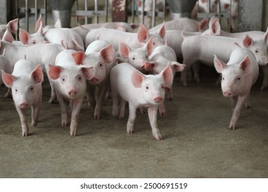 Group of weaned piglets in a nursery pen on a large farm.