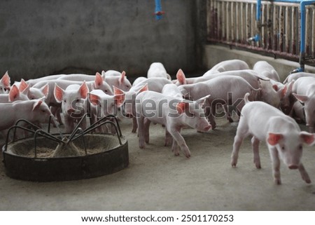 Similar – Foto Bild Kleine Ferkel im Stroh