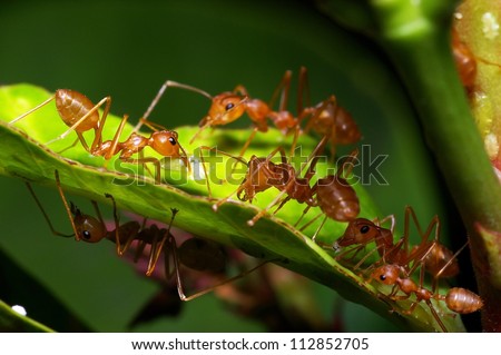 A group of weaver ants are going to move a scale insects to other locations.