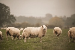 A Group Of Welsh Mountain Sheep  Grazing In A Field