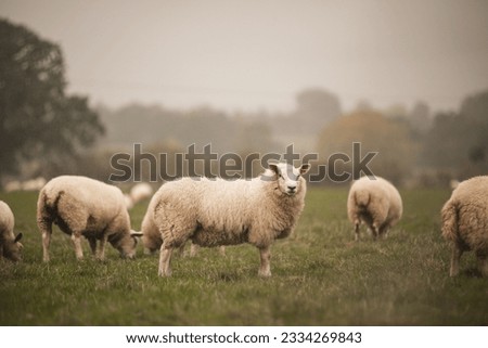 A group of Welsh Mountain sheep  grazing in a field